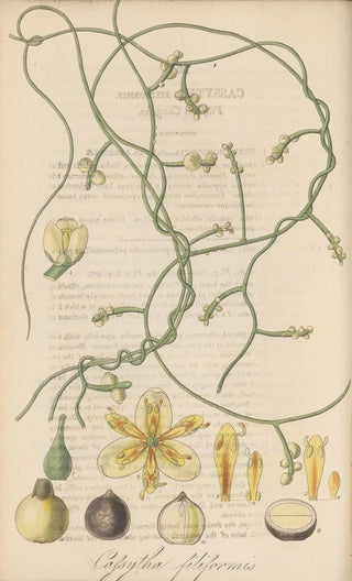 William Jackson Hooker - Cassytha filiformis.webp