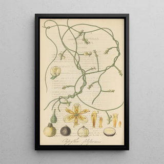 William Jackson Hooker - Cassytha filiformis.webp