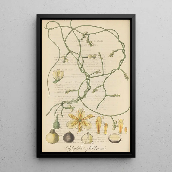 Cassytha filiformis - William Jackson Hooker | Painting — framed artwork on a wall