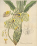 Catasetum floribundum - William Jackson Hooker — artwork view