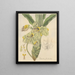 Catasetum floribundum - William Jackson Hooker — framed artwork on a wall