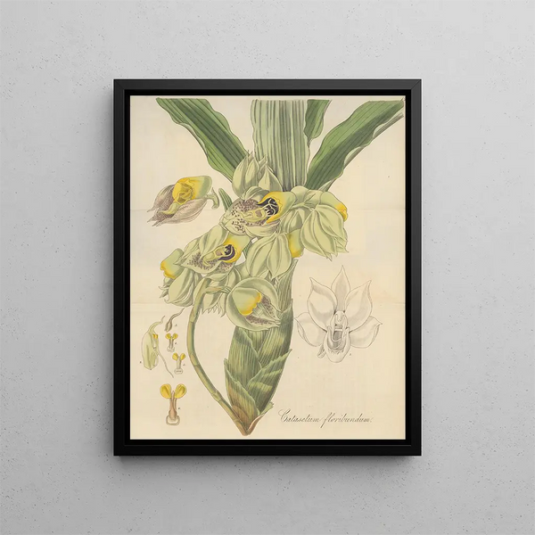 Catasetum floribundum - William Jackson Hooker — framed artwork on a wall