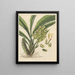 A semi-open box - William Jackson Hooker — framed artwork on a wall