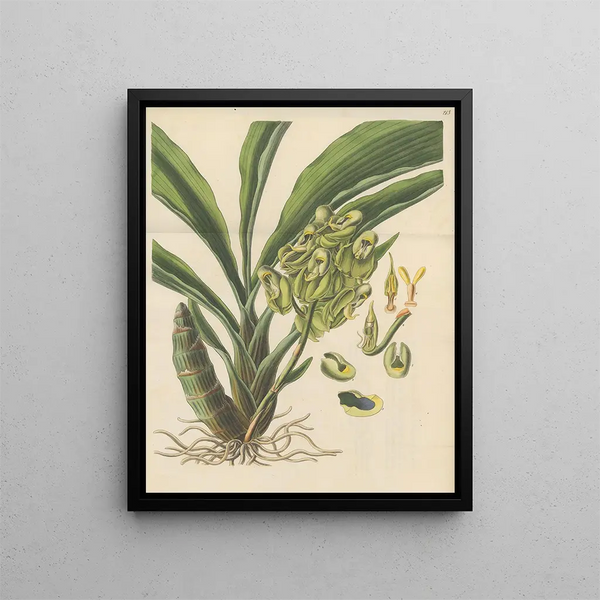 A semi-open box - William Jackson Hooker — framed artwork on a wall
