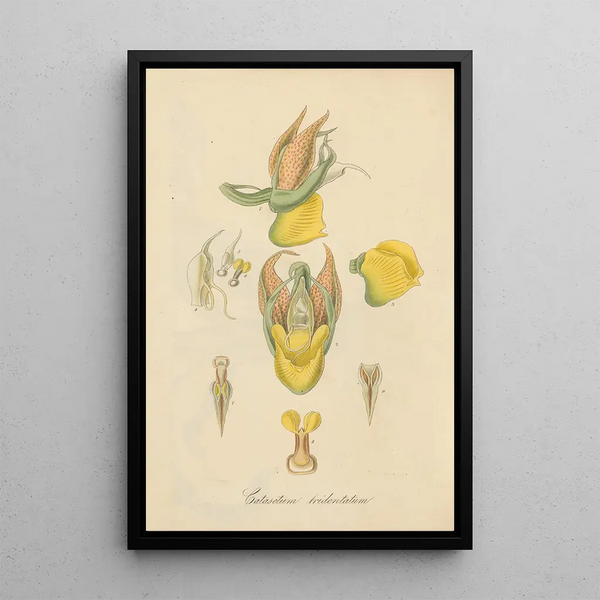 Catasetum tridentatum - William Jackson Hooker — framed artwork on a wall