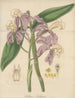 Cattleya loddigesii - William Jackson Hooker — artwork view