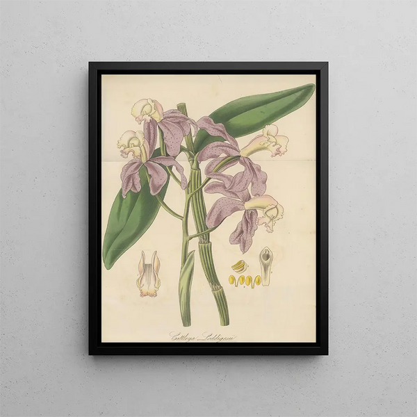 Cattleya loddigesii - William Jackson Hooker — framed artwork on a wall