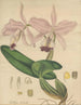 Cattleya labiata - William Jackson Hooker — artwork view