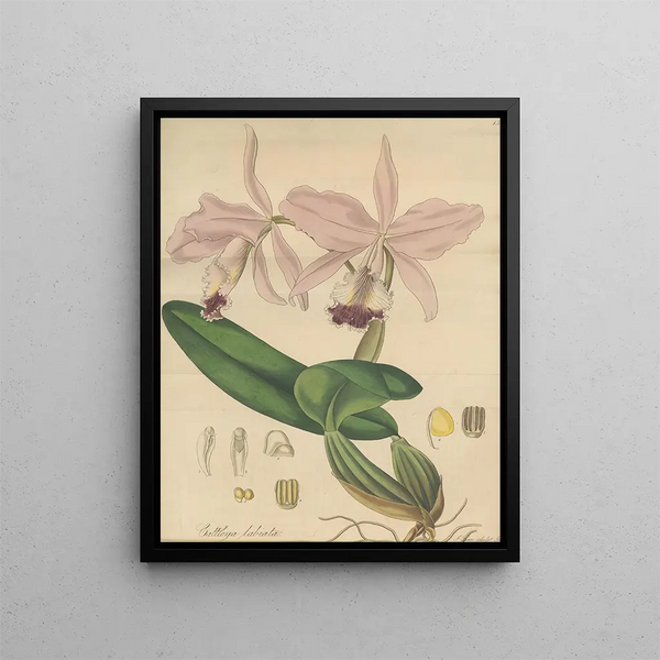 Cattleya labiata - William Jackson Hooker — framed artwork on a wall