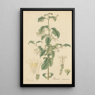 William Jackson Hooker - Chiococca racemosa.webp