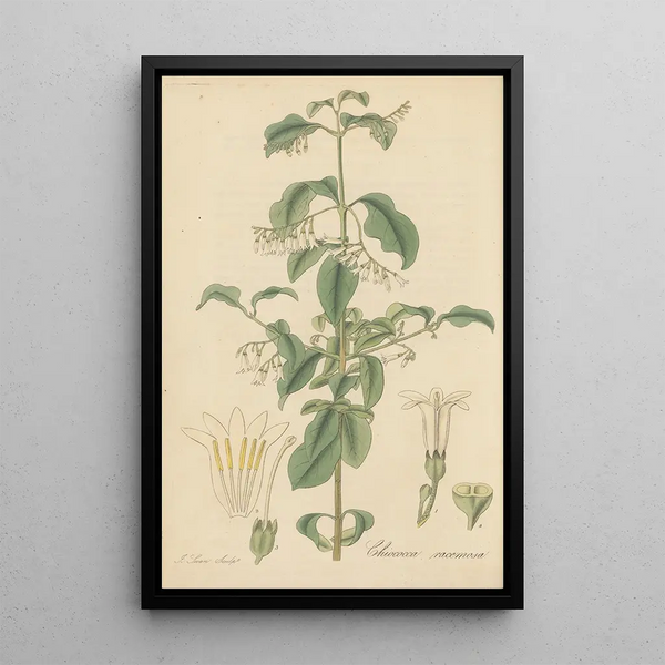 Chiococca racemosa - William Jackson Hooker — framed artwork on a wall