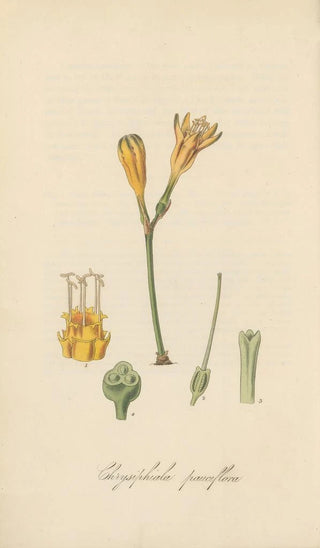 William Jackson Hooker - Chrysiphiala pauciflora.webp