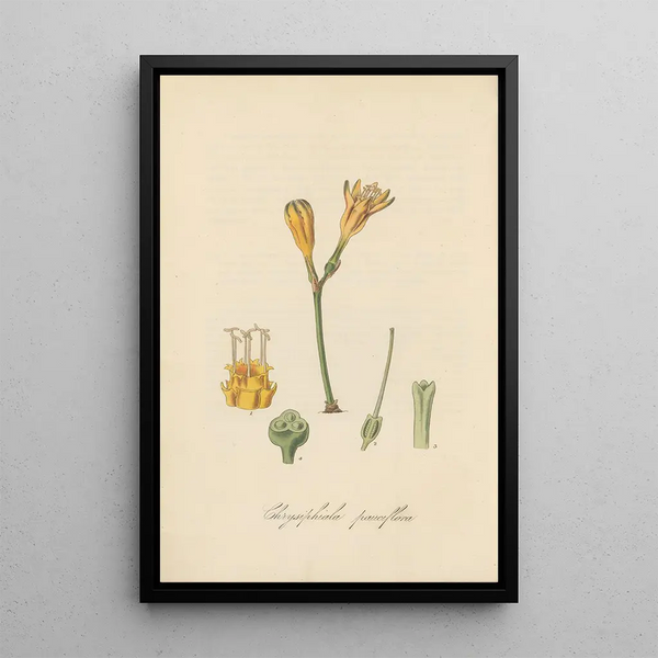 Chrysiphiala pauciflora - William Jackson Hooker — framed artwork on a wall