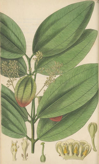 William Jackson Hooker - Cinnamomum nitidum.webp