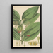 Cinnamomum nitidum - William Jackson Hooker — framed artwork on a wall