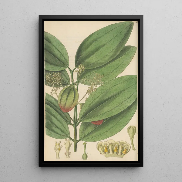 Cinnamomum nitidum - William Jackson Hooker — framed artwork on a wall