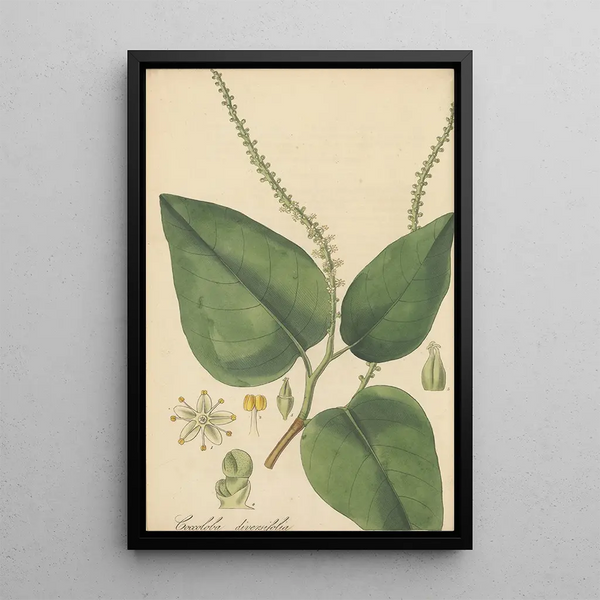 Coccoloba diversifolia - William Jackson Hooker — framed artwork on a wall
