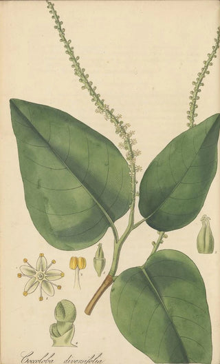 William Jackson Hooker - Coccoloba diversifolia.webp