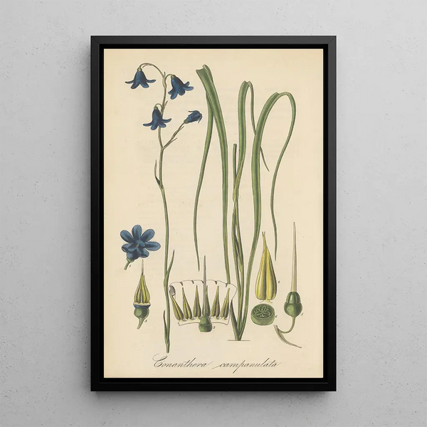 Conanthera campanulata - William Jackson Hooker — framed artwork on a wall