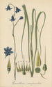 Conanthera campanulata - William Jackson Hooker — artwork view
