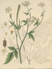 Conium aracacha - William Jackson Hooker — artwork view