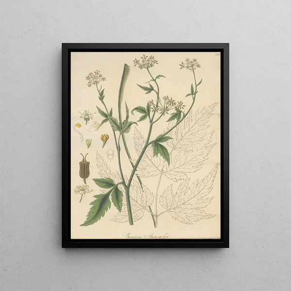 Conium aracacha - William Jackson Hooker — framed artwork on a wall