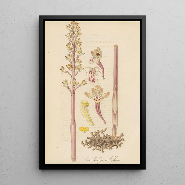 Corallorhiza multiflora - William Jackson Hooker — framed artwork on a wall