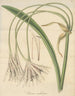 Crinum undulatum - William Jackson Hooker — artwork view