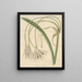 Crinum undulatum - William Jackson Hooker — framed artwork on a wall