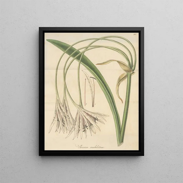 Crinum undulatum - William Jackson Hooker — framed artwork on a wall