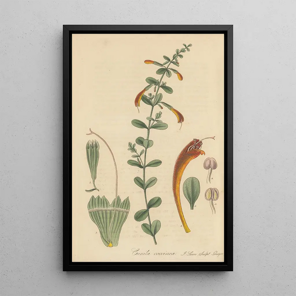 Cunila coccinea - William Jackson Hooker — framed artwork on a wall