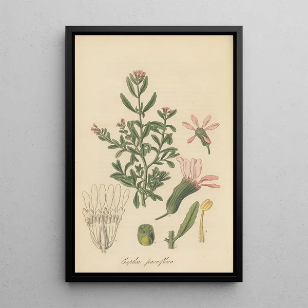 Cuphea parviflora - William Jackson Hooker — framed artwork on a wall