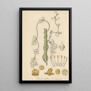 William Jackson Hooker - Cuscuta verrucosa.webp