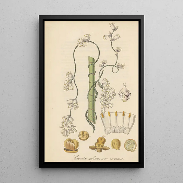 Cuscuta verrucosa - William Jackson Hooker — framed artwork on a wall
