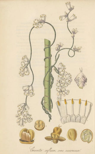 William Jackson Hooker - Cuscuta verrucosa.webp