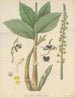 Cymbidium bituberculatum - William Jackson Hooker — artwork view
