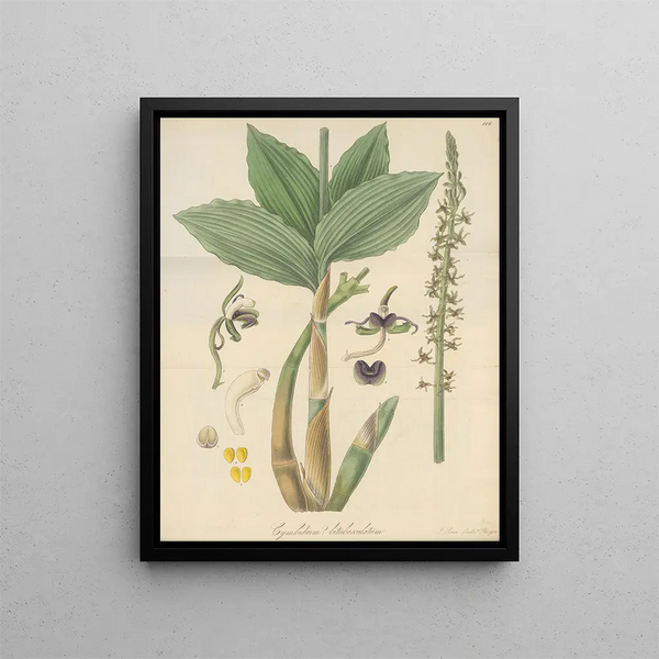 Cymbidium bituberculatum - William Jackson Hooker — framed artwork on a wall