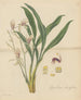 Cymbidium lancifolium - William Jackson Hooker — artwork view