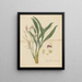 Cymbidium lancifolium - William Jackson Hooker — framed artwork on a wall