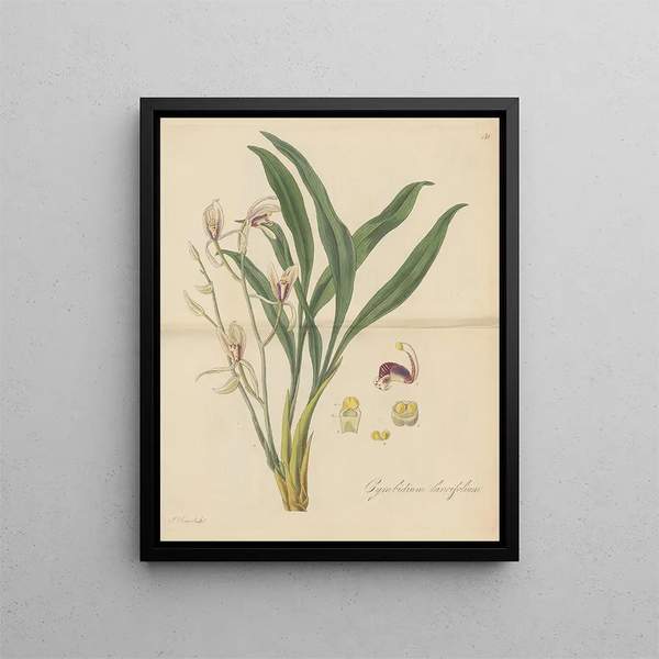 Cymbidium lancifolium - William Jackson Hooker — framed artwork on a wall