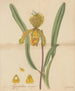 Insigne de Cypripedium - William Jackson Hooker — artwork view