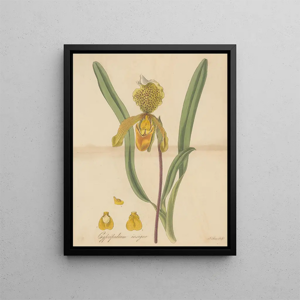 Insigne de Cypripedium - William Jackson Hooker — framed artwork on a wall