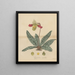 a beautiful Cypripedium - William Jackson Hooker — framed artwork on a wall