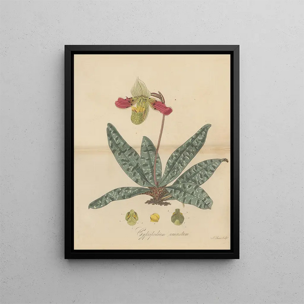 a beautiful Cypripedium - William Jackson Hooker — framed artwork on a wall