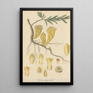 William Jackson Hooker - Cytinus hypocistis.webp