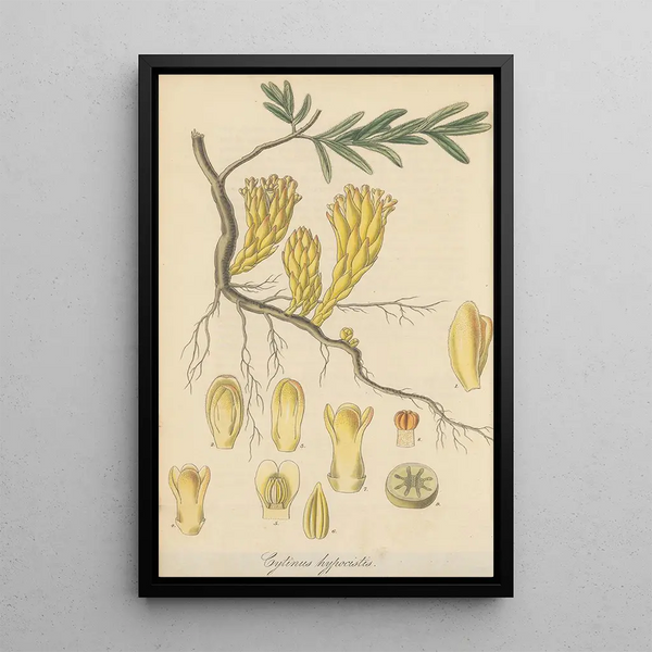 Cytinus hypocistis - William Jackson Hooker — framed artwork on a wall