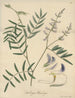 Dalbergia barclayii - William Jackson Hooker — artwork view