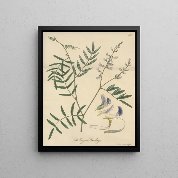 Dalbergia barclayii - William Jackson Hooker — framed artwork on a wall
