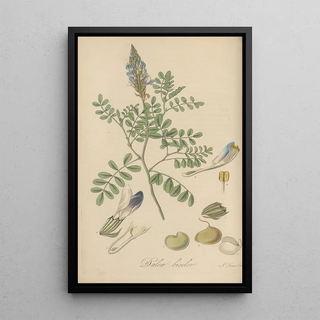 William Jackson Hooker - Dalea bicolor.webp