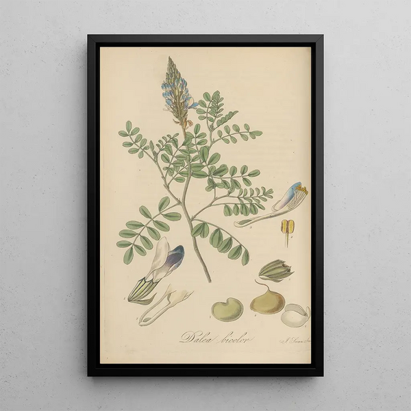 Dalea bicolor - William Jackson Hooker — framed artwork on a wall
